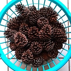 Natural Pine Cones For Crafts. Lot Of 60. 3" To 4" Tall. They're in Great Cond.